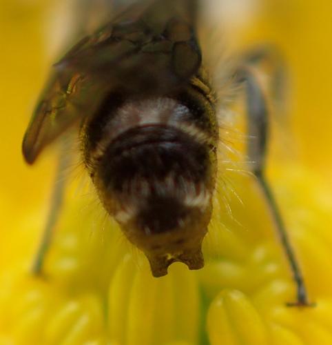 Chelostoma florisomne